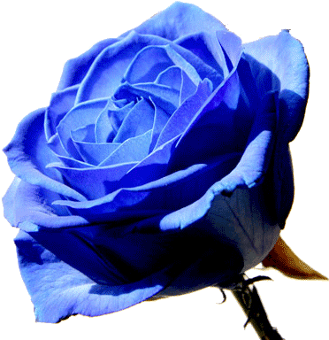 Blue Rose Flower Png - Blue Rose (450x388), Png Download