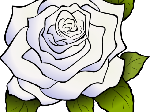 White Rose Clipart Animated - Rosa Blanca Dibujo Png (640x480), Png Download