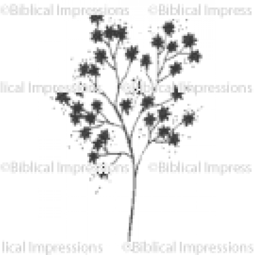 Babys Breath Unmounted Stamp - Baby's-breath (500x500), Png Download