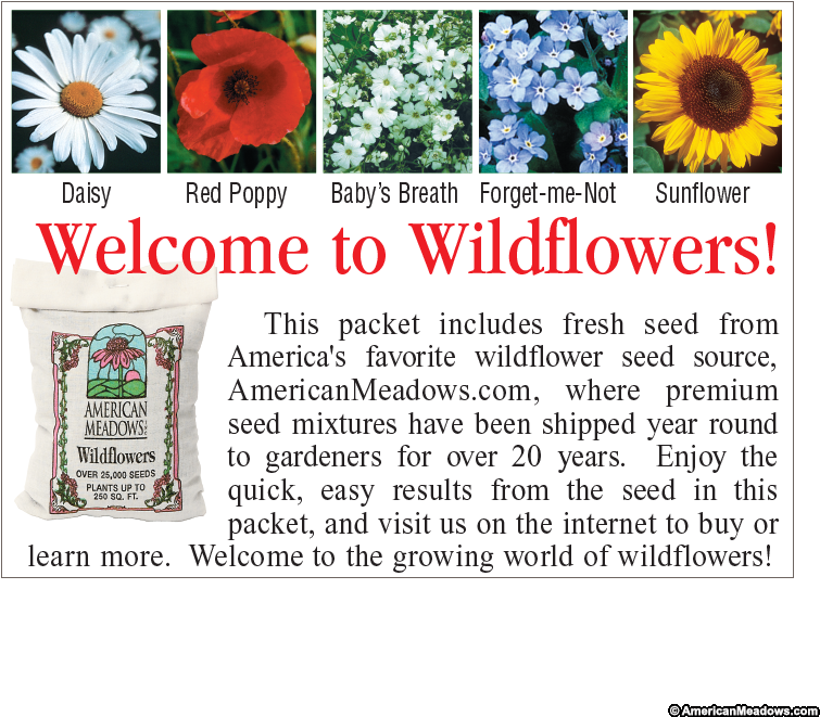Baby's Breath Seed Packet - Sunflower (800x800), Png Download