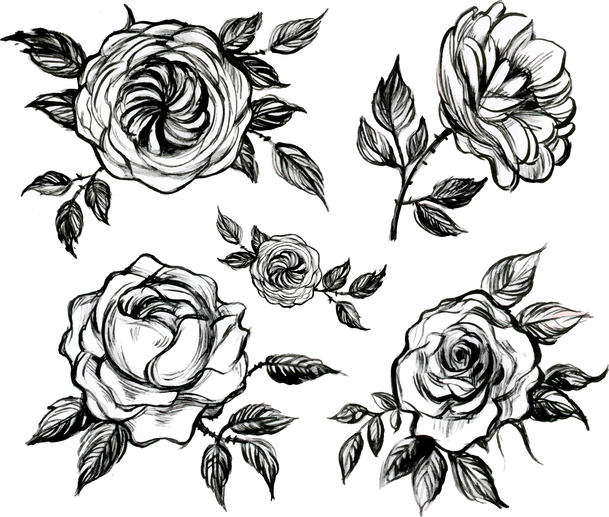 Visual Arts Floral Design White Rose - Tea (2051x1742), Png Download