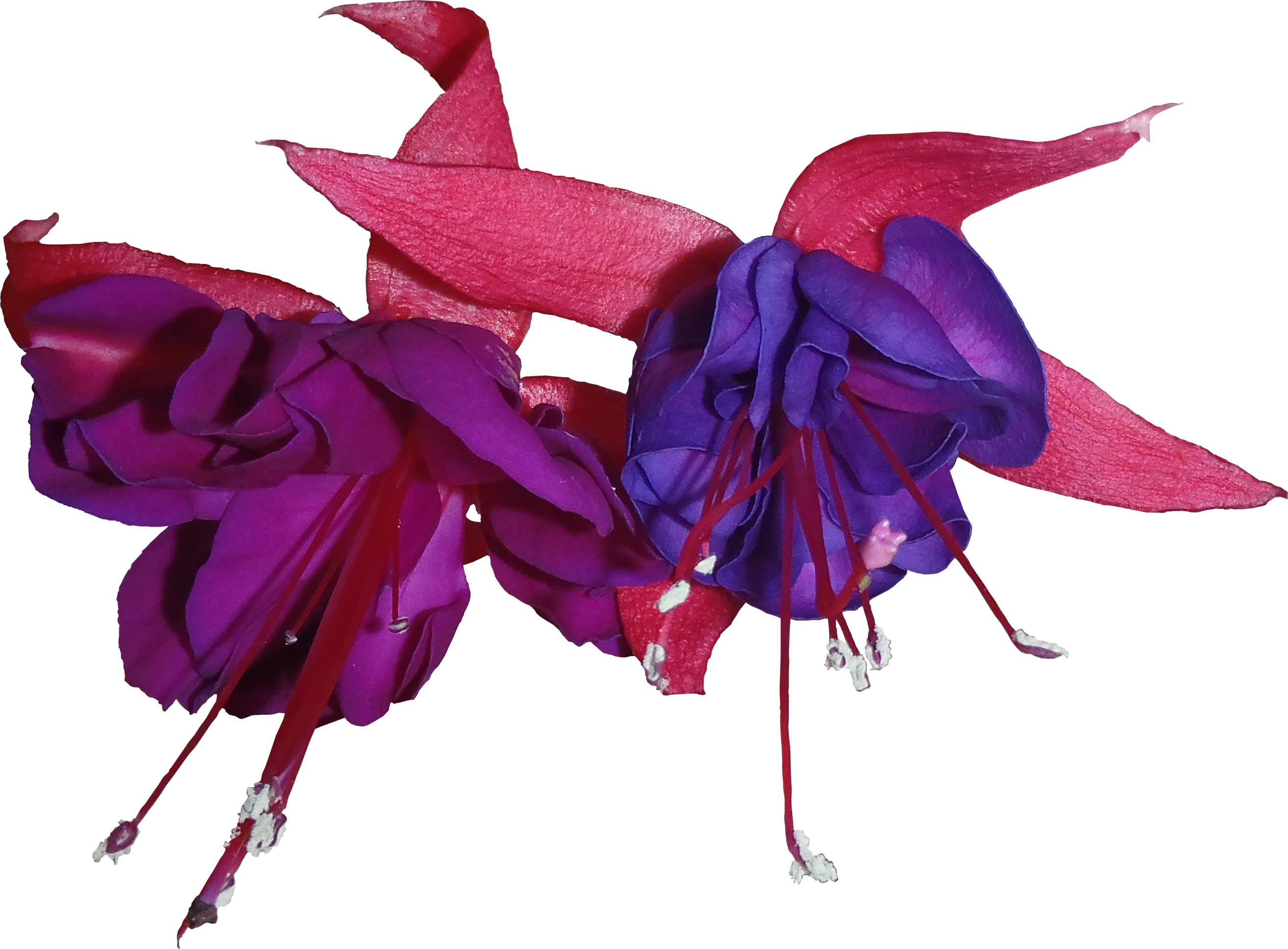 Blue And Purple Fuchsia Flower Png Textures - Фуксия Пнг (2626x1935), Png Download
