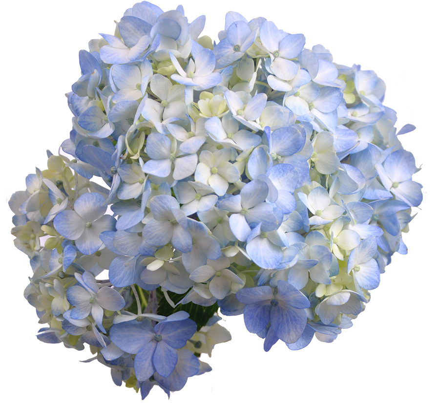 Hydrangea Blue Select (900x884), Png Download
