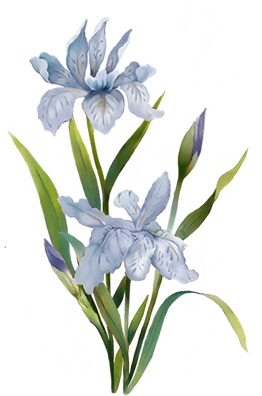 Download Menu Blue Flower - Portable Network Graphics - Full Size PNG ...