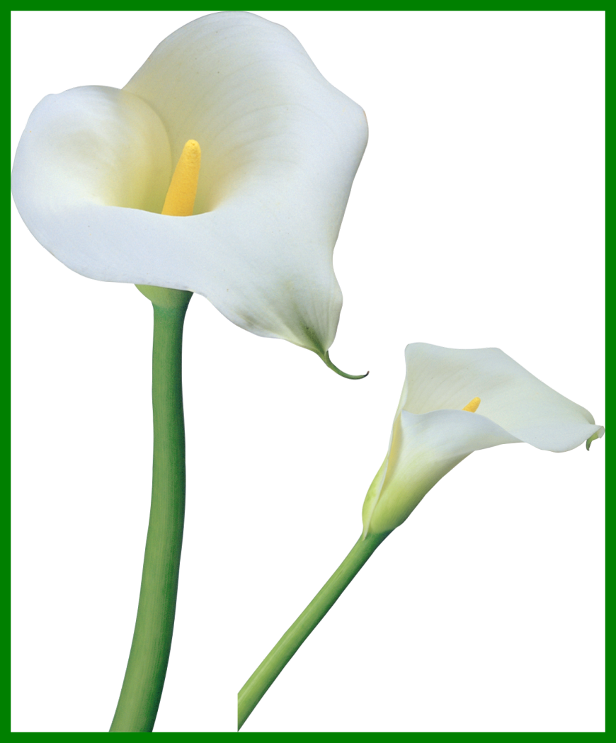 The Best Lily Vb Aba Ideas Lilies And Pics For Baby (870x1049), Png Download