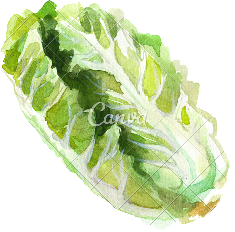 Cutout Watercolor Romaine Lettuce - Watercolor Painting (800x792), Png Download