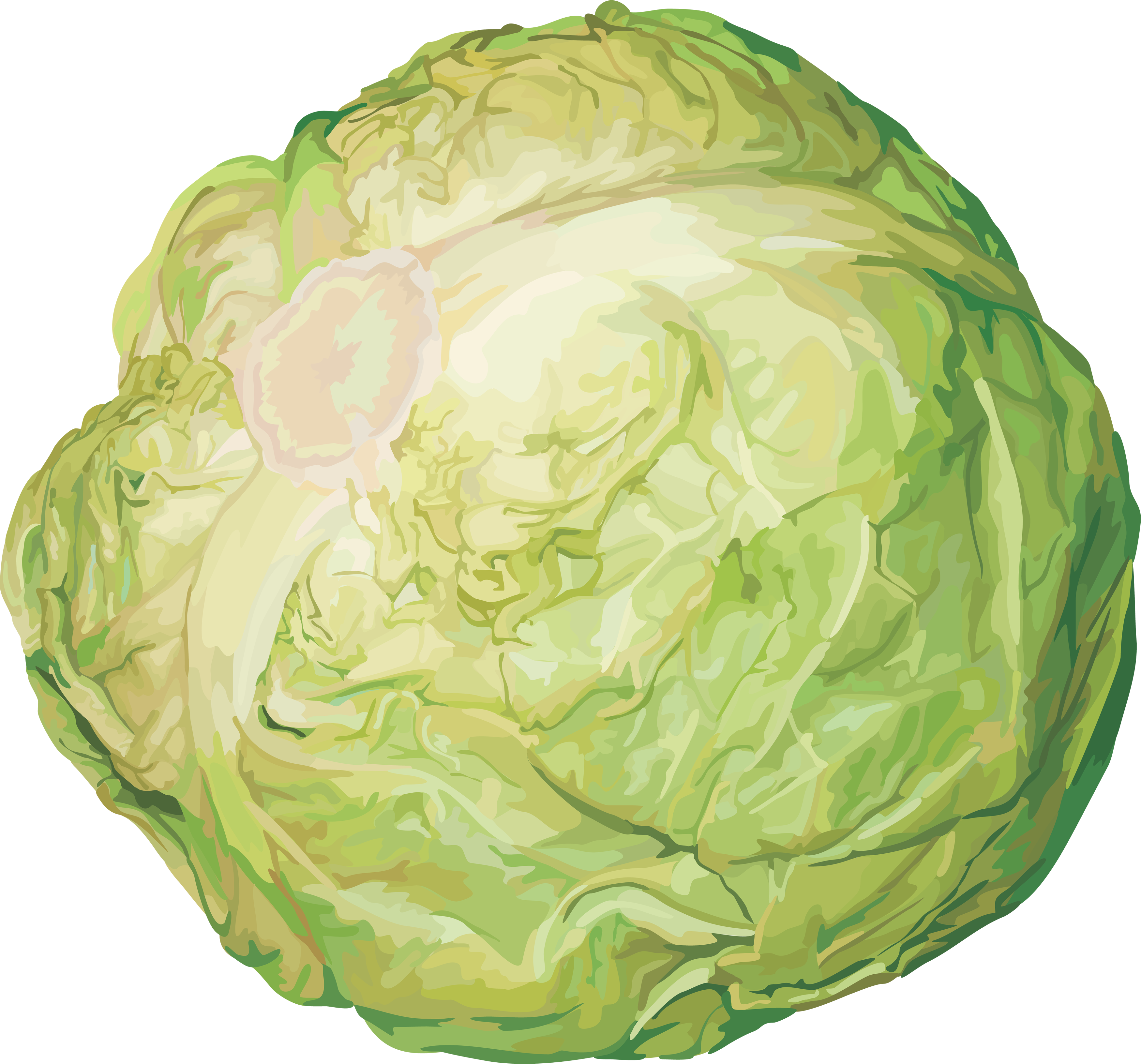 Cabbage Transparent Png File - Cabbage Png (3499x3263), Png Download
