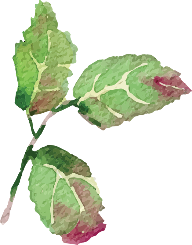 Chard (629x800), Png Download