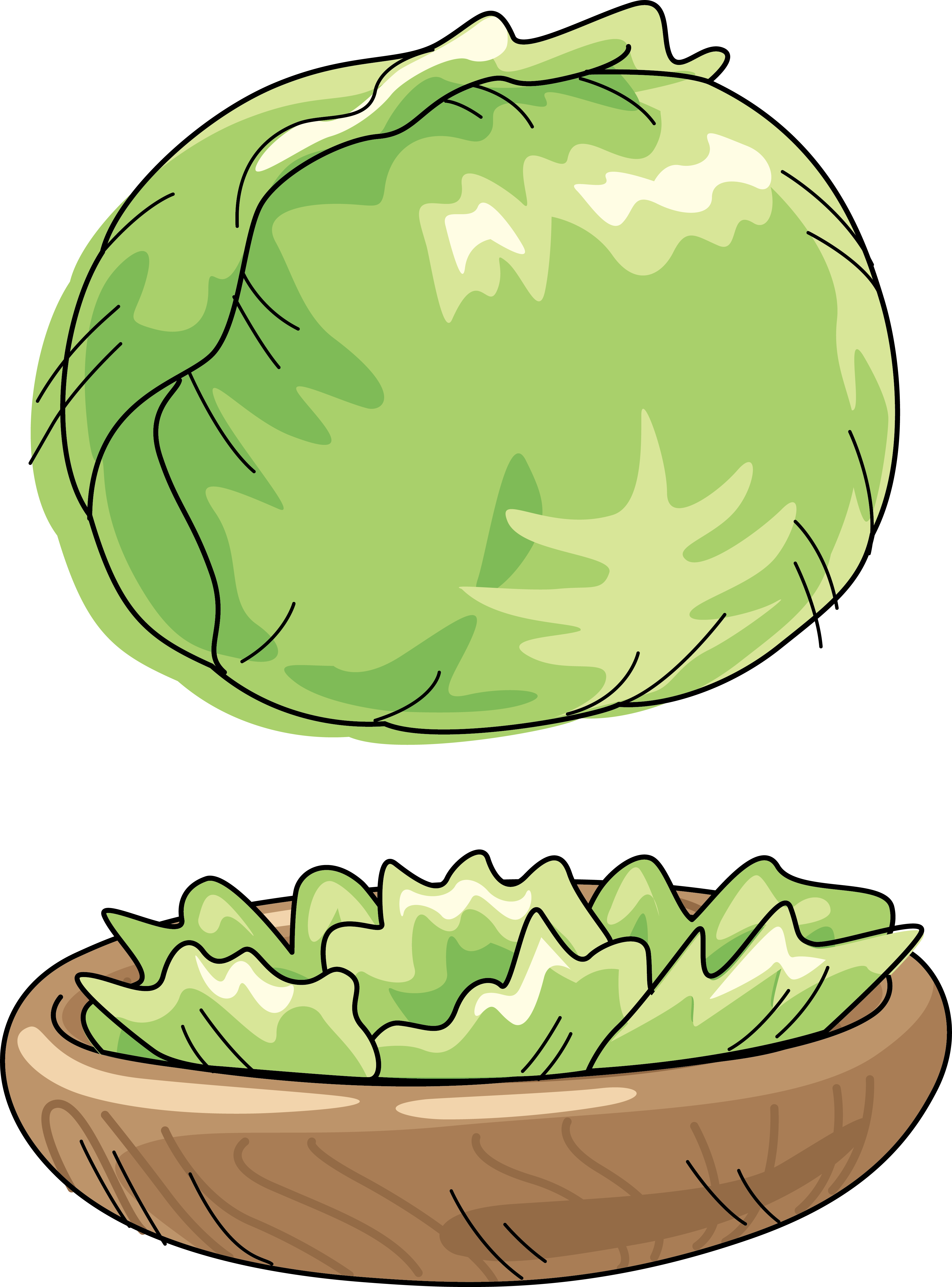 Cabbage Watermelon Vegetable Cartoon Clip Art - Vegetable (3700x4999), Png Download