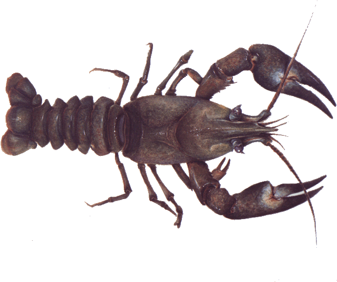 Monterey Bay Aquarium (738x574), Png Download