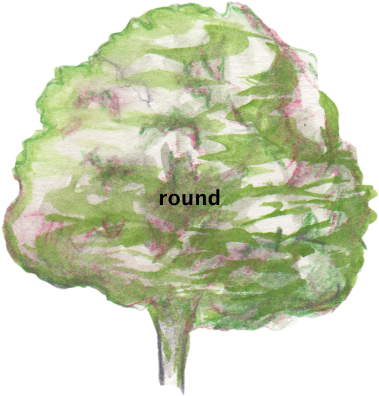 1 - Swamp Birch (600x429), Png Download