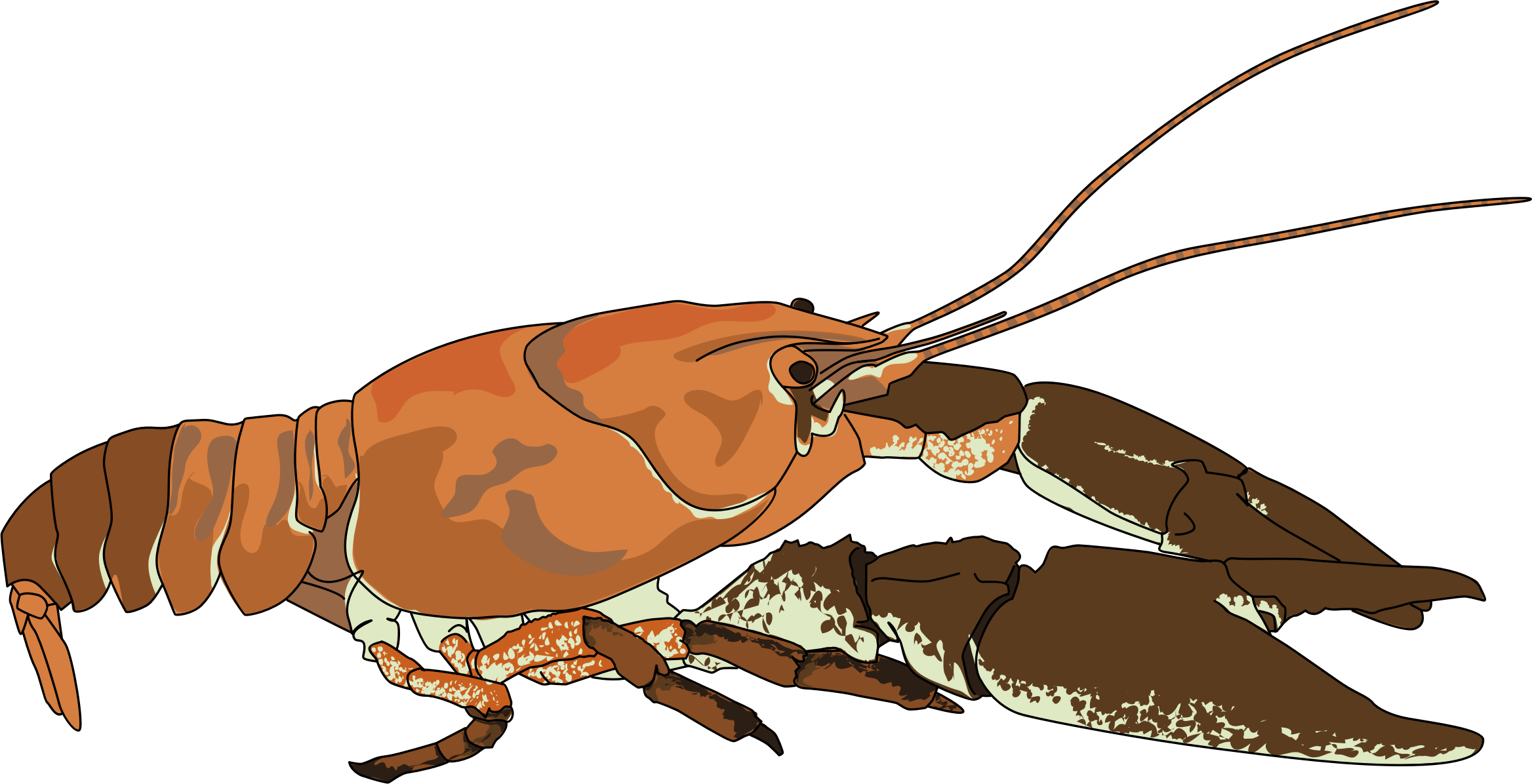 Crayfish Austropotamobius Pallipes Lobster Crustacean - Crayfish Clipart (1465x750), Png Download