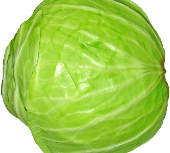 Cabbage Png Image1 - Cabbage Transparent (800x600), Png Download