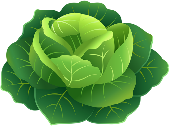 Cabbage Png Clip Art Image - Clip Art (600x444), Png Download