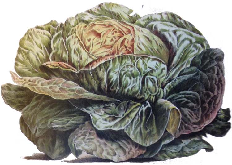 The Only Word I Find In Pliny Which Could Suggest This - Vegetables; Melon, Onion, Cabbage, Potato, Raddish (750x532), Png Download