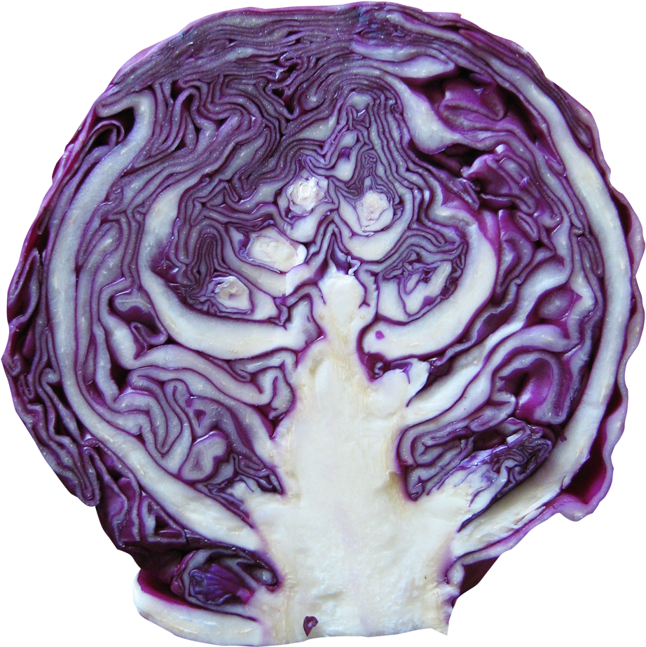 Red Cabbage Png Image - Parple Cabbage Png (1011x1005), Png Download