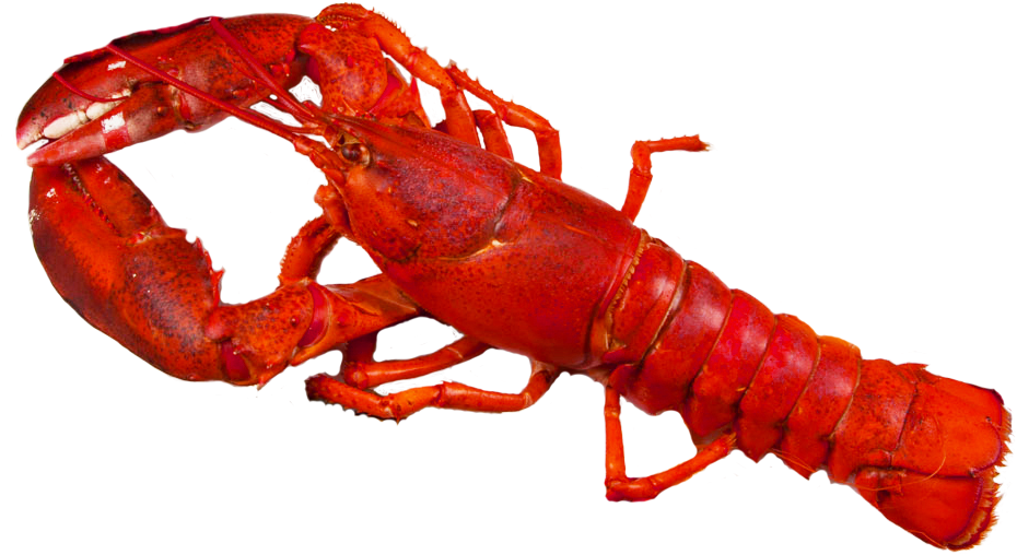Crawfish 16 - 95/1lb - Portable Network Graphics (970x540), Png Download