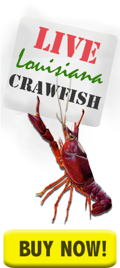 Crawfish Buy Crawfish Now - Live And Boiled Crawfish (237x600), Png Download