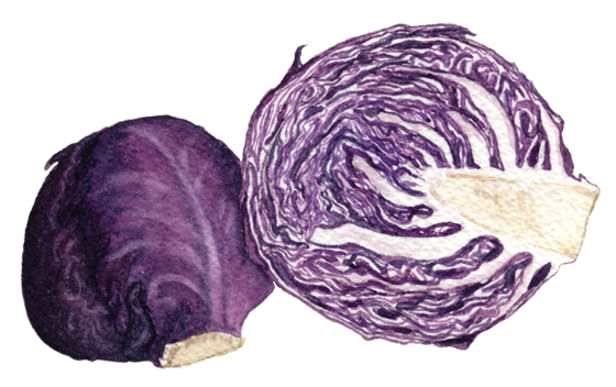 If You Want To Buy My Art - Red Cabbage (560x352), Png Download