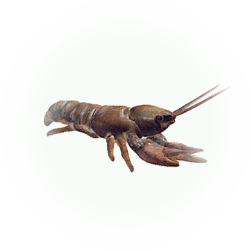 Crawfish - Icon - Homarus Gammarus (360x360), Png Download