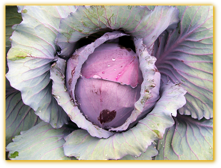 Cabbage Red Stone F1 Hybrid - Seed (457x352), Png Download