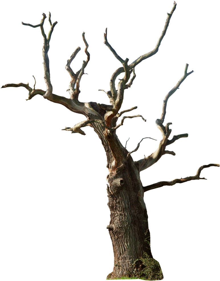 Old Tree Png Photo - Dead Tree Transparent (800x1002), Png Download