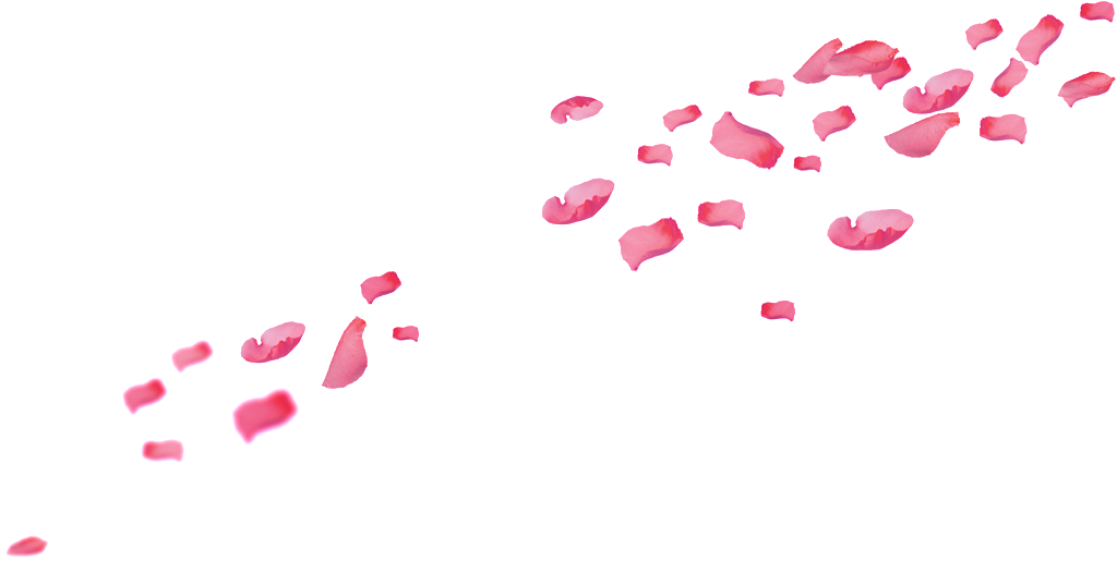 Pink Falling Petals Png Element - Portable Network Graphics (1024x516), Png Download