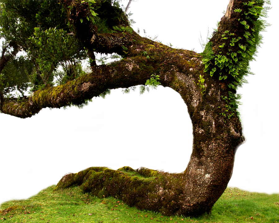 Old Tree Png Pic - Old Tree Png (900x720), Png Download