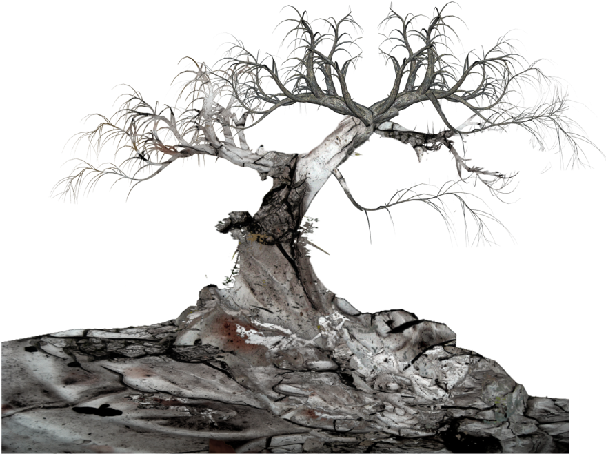 Old Tree Download Transparent Png Image - Crucible Act 1 Study Questions And Answers (900x764), Png Download