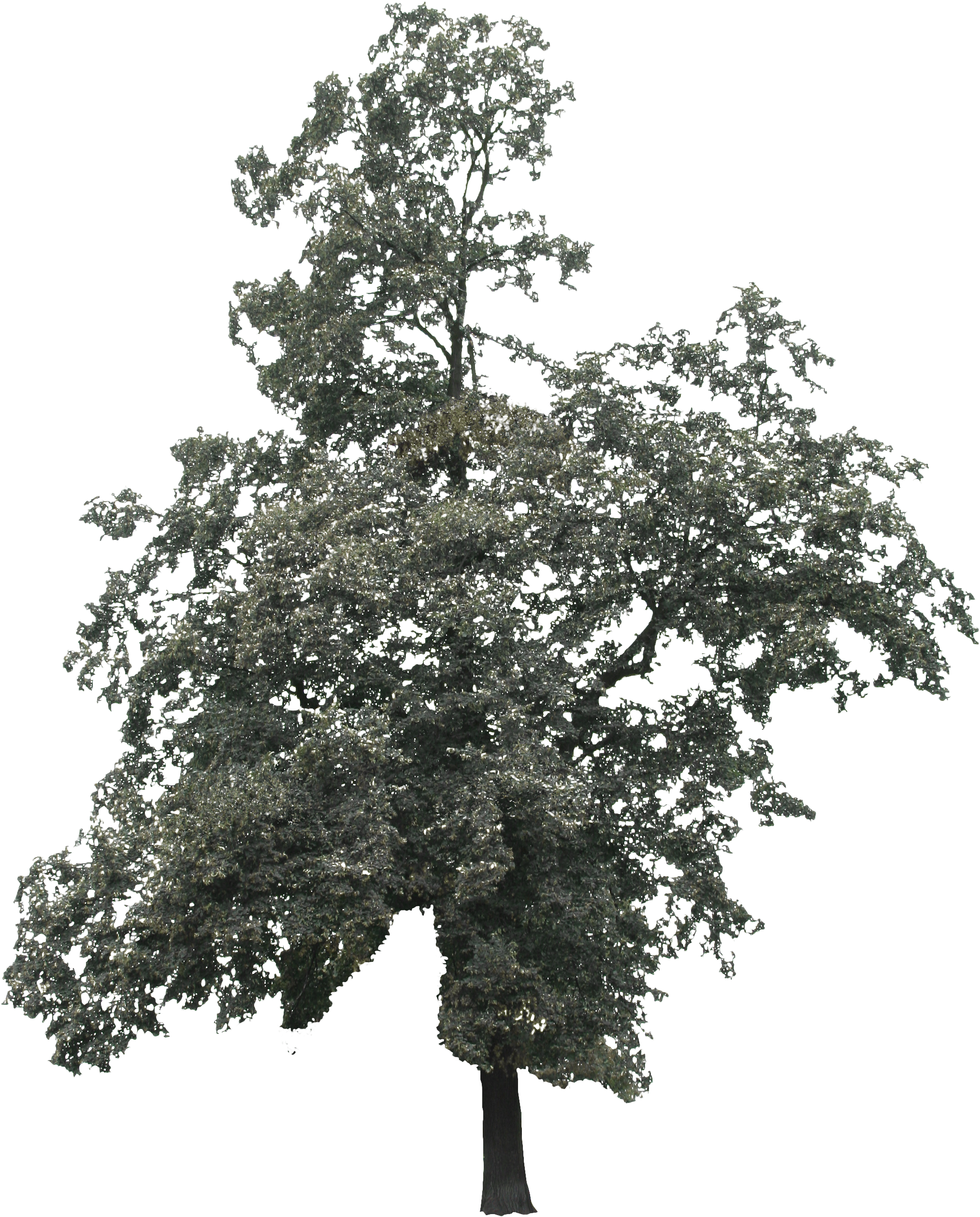 2d Trees - Tree (2168x2810), Png Download