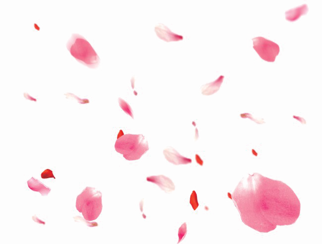 Falling Petals Png Transparent Image - Portable Network Graphics (650x492), Png Download