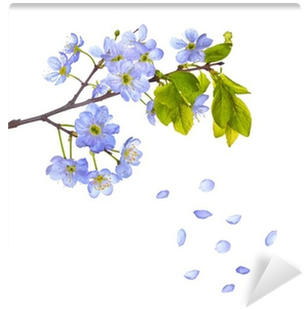 Blue Cherry Flowers And Falling Petals Wall Mural • - Complete Recorder Sonatas - Sheet Music (400x400), Png Download