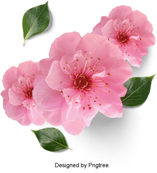 Download Beautiful Fresh Flower Petals, Flowers, Petals, Leaves