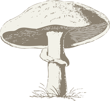 Mushroom Poisonous Toxic Fungi Outdoors Gr - Hongo Blanco Y Negro (371x340), Png Download