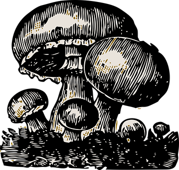 Mushroom Vegetable Big Small Big Hat Butto - Fun Guy Greeting Cards (pk Of 10) (359x340), Png Download