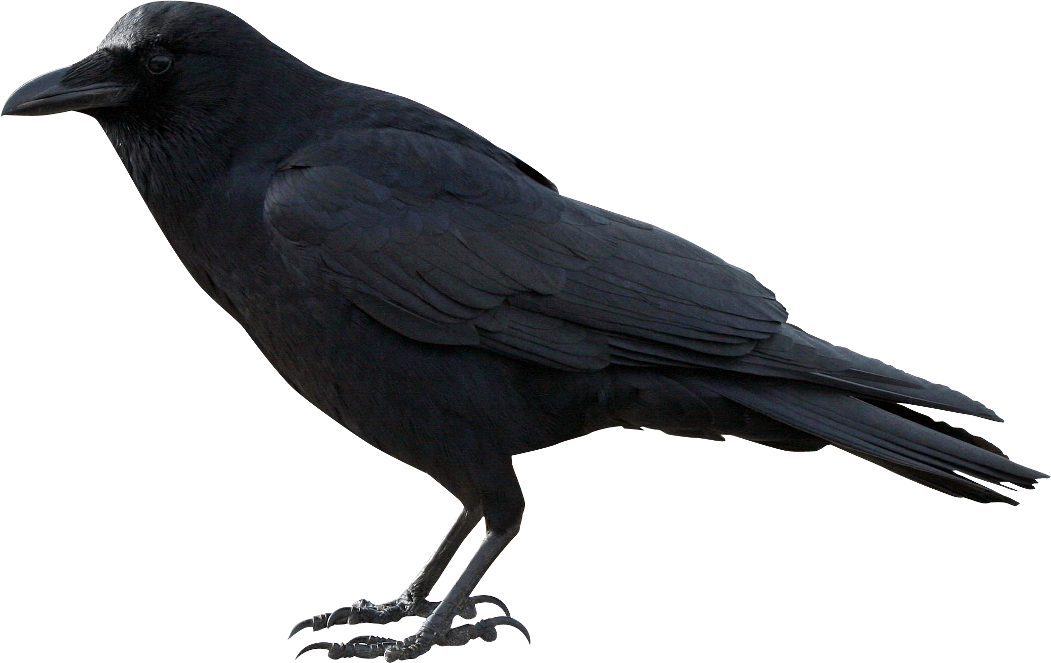 Download Raven Clipart Png Vector Free Transparent Crow Full Size Png Image Pngkit
