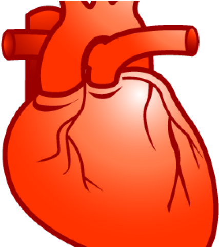 Realistic Heart Free Techflourish - Real Heart Clipart (640x480), Png Download