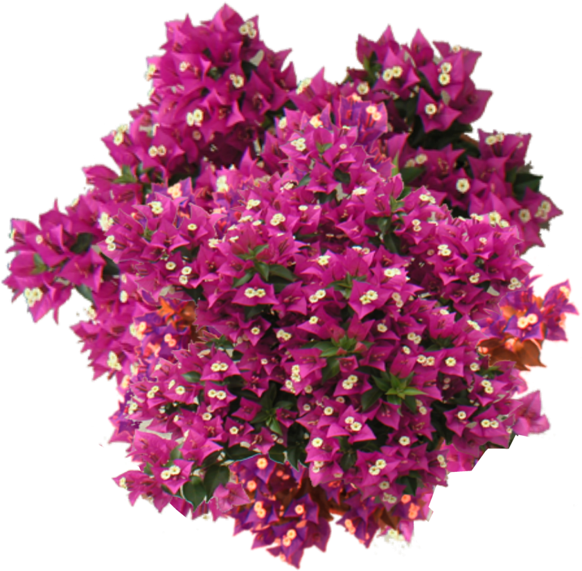 Jacey-bougainvillea - Bougainvillea Pink Png (919x857), Png Download