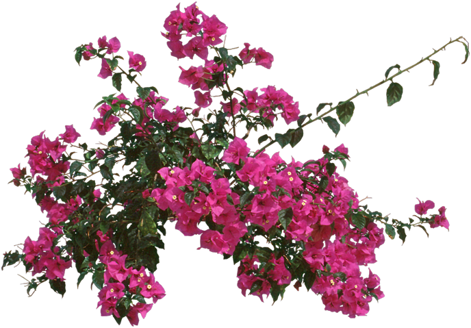 Bougainvillea, Outdoors Or As - Bougainvillea Fungus (688x479), Png Download