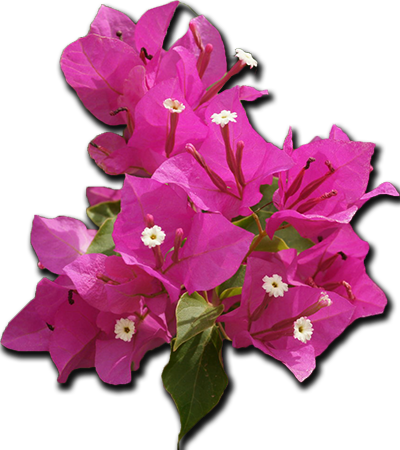 Zakynthos - Restaurant - Mikro Nisi - Bougainvillea Clipart Png (400x450), Png Download