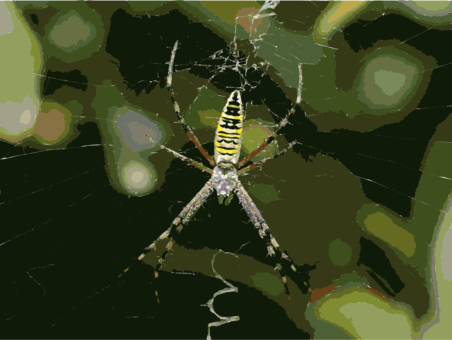 Angulate Orbweavers Wasp Spider Spider Web Tangle Web - Паук Похож На Осу (452x340), Png Download