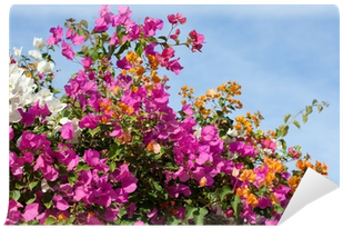 Bougainvillea (400x400), Png Download
