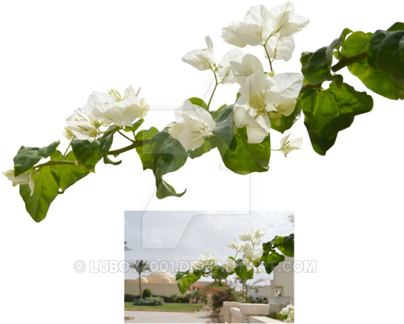 White Flower Branch Png Graphic Library Stock - White Flowers Branch Png (600x482), Png Download