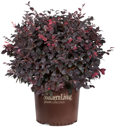 Red Diamond Loropetalum In Branded Pot - Red Diamond Mid-sized Loropetalum, Evergreen Shrub (500x500), Png Download