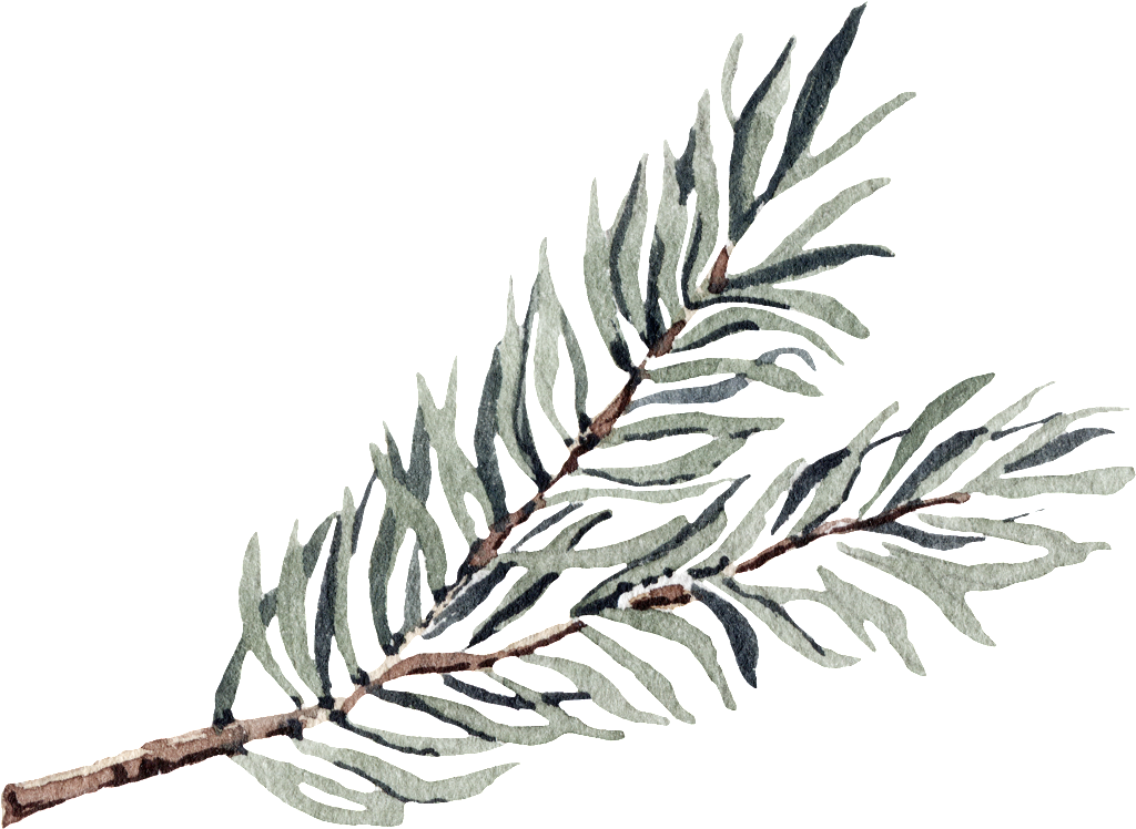 This Graphics Is Slender Seaweed Transparent Decorative - Algae (1024x748), Png Download