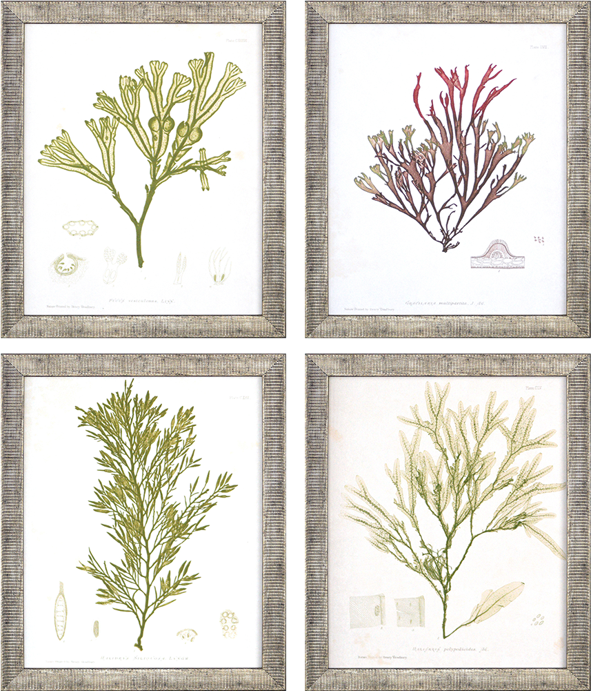 Seaweed Iii Pk/4 - East Urban Home 'pali Mist' Photographic Print (1000x1000), Png Download