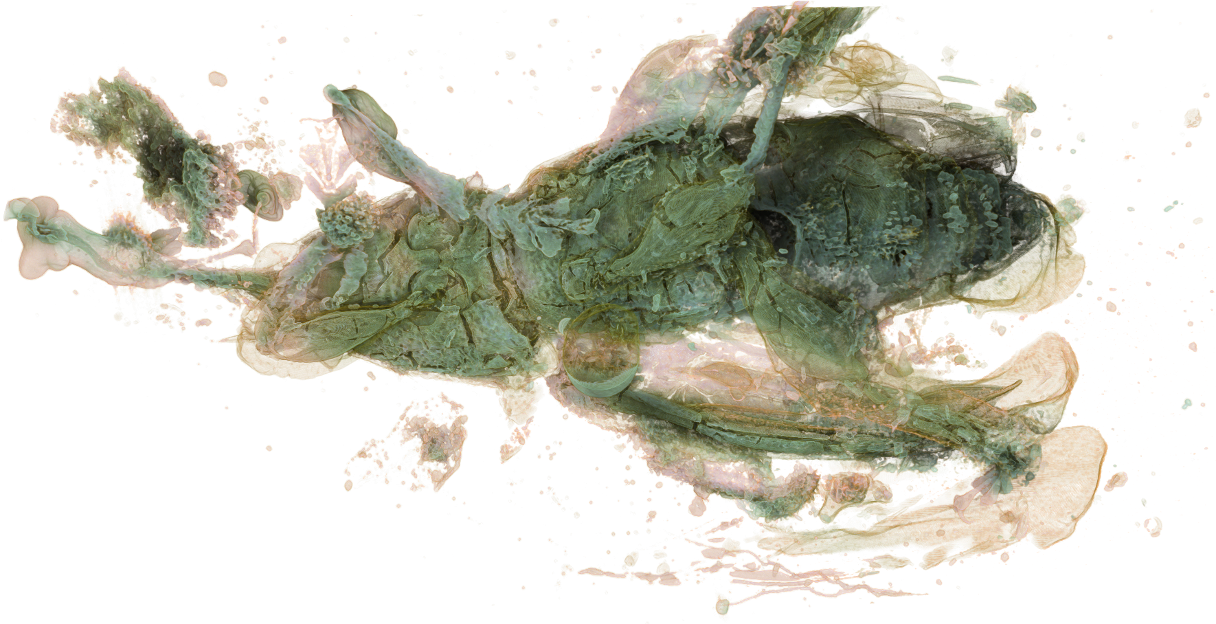 Petalotarsus-04 - Visual Arts (1854x1244), Png Download