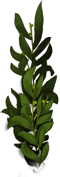 "dolphin Mermaid" - Cattleya Elongata (255x600), Png Download
