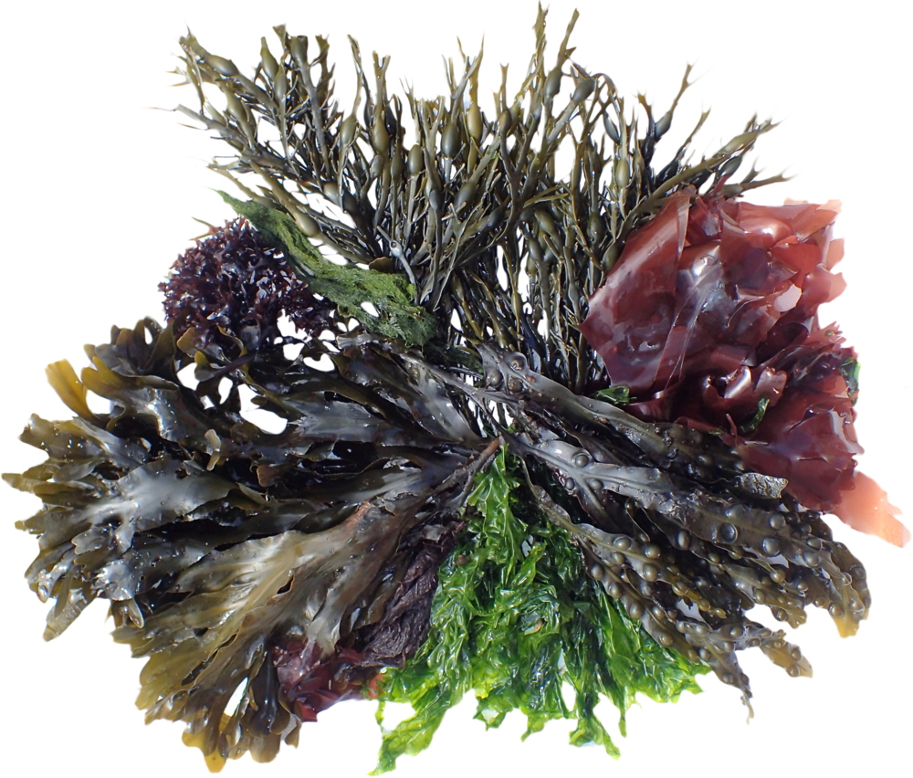 Bottom Footer Logo - Logo (1000x852), Png Download