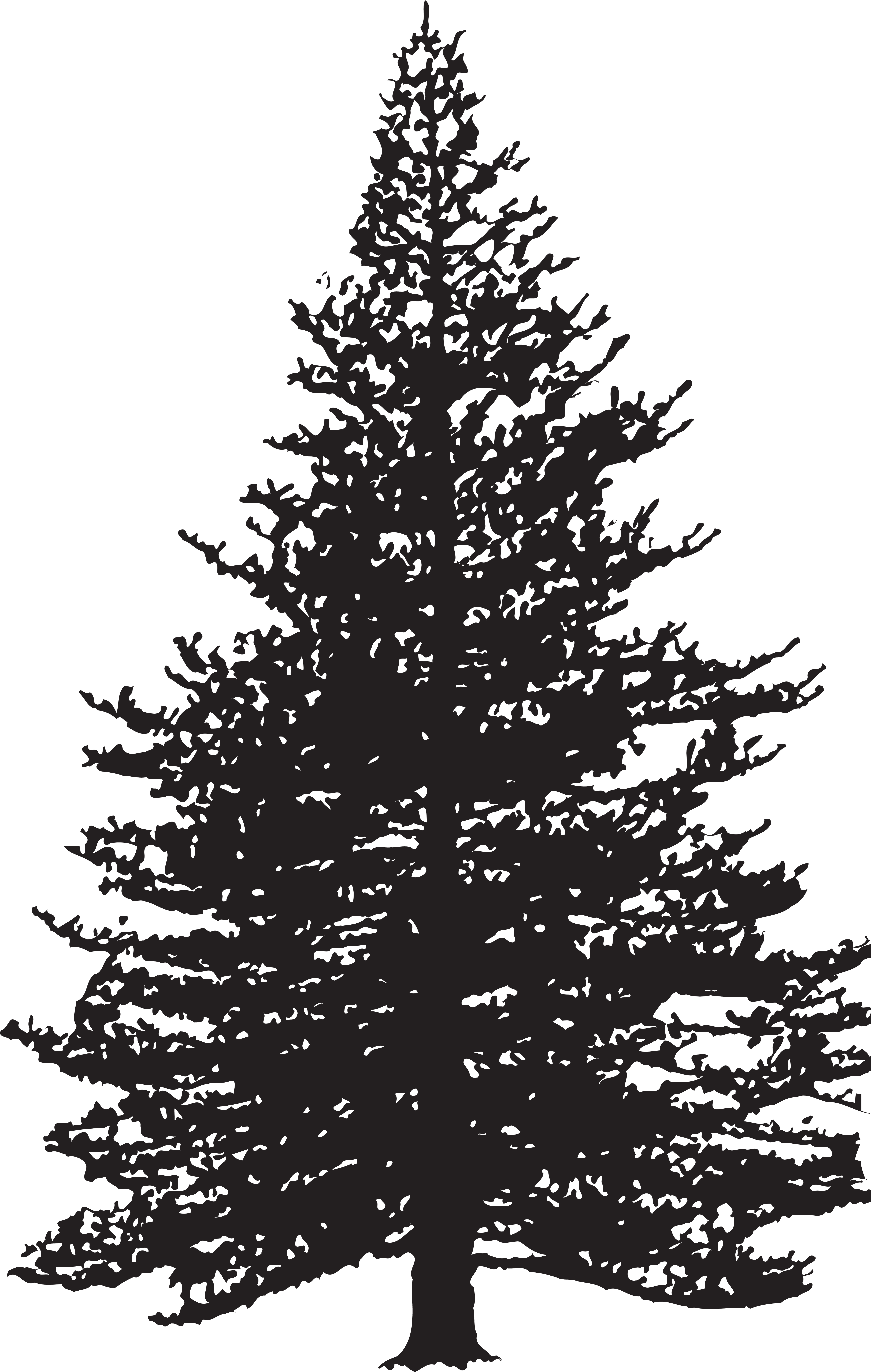 Pine Tree Silhouette Clip Art Image - Pine Tree Transparent Clipart Black And White (5074x8000), Png Download